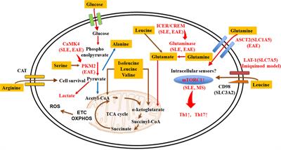 Amino Acid Metabolism in Lupus